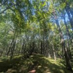 Property photo for land for sale in Waupaca County Wisconsin