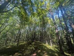 Property photo for land for sale in Waupaca County Wisconsin