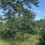 Property photo for land for sale in Waupaca County Wisconsin
