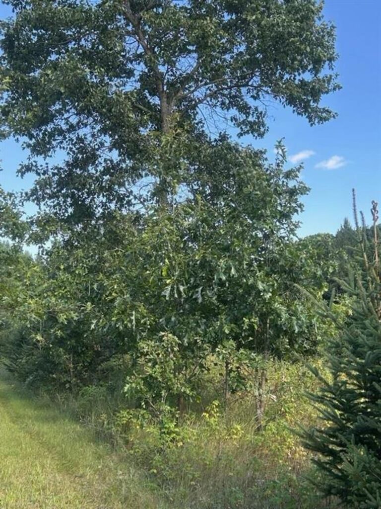 Property photo for land for sale in Waupaca County Wisconsin