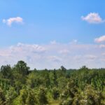 Property photo for land for sale in Chesterfield County South Carolina