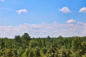 Property photo for land for sale in Chesterfield County South Carolina
