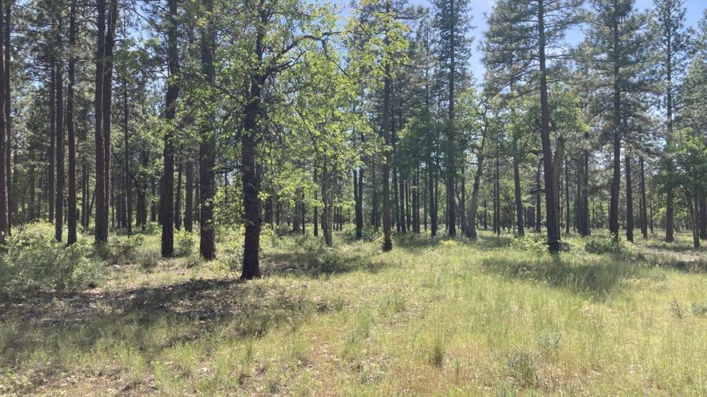 Property photo for land for sale in Shasta County California