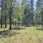 Property photo for land for sale in Shasta County California