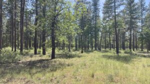 Property photo for land for sale in Shasta County California