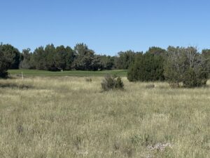Property photo for land for sale in Navajo County Arizona