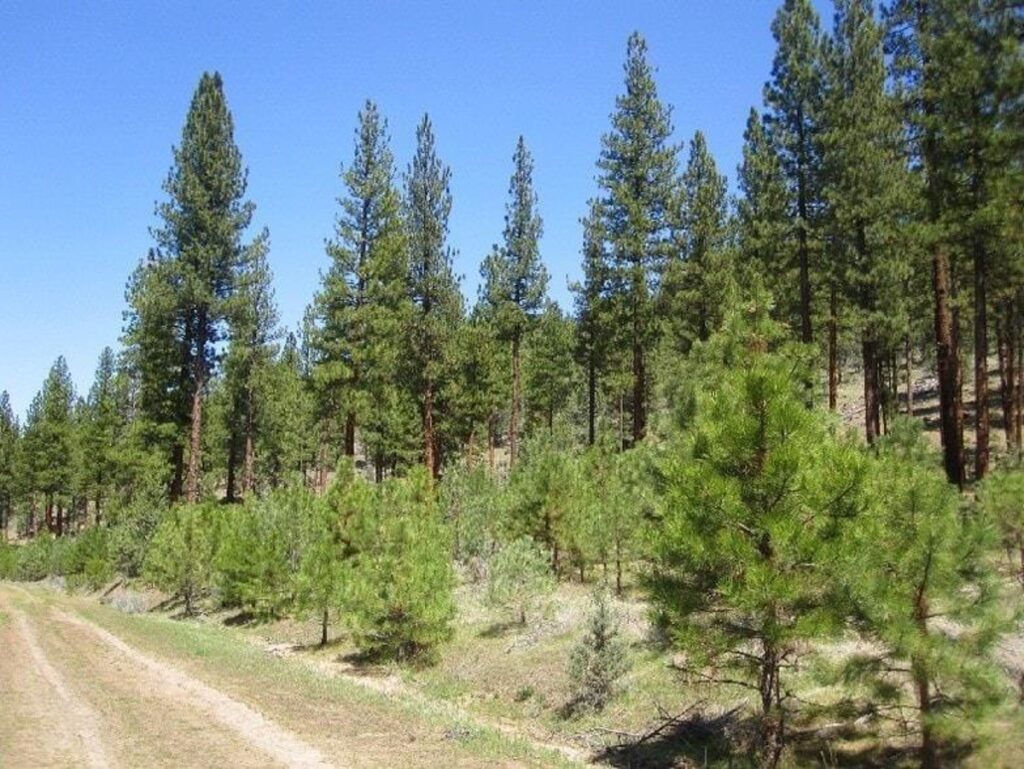 Property photo for land for sale in Lassen County California