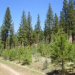 Property photo for land for sale in Lassen County California