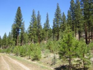 Property photo for land for sale in Lassen County California