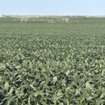 Property photo for land for sale in Dawson County Nebraska
