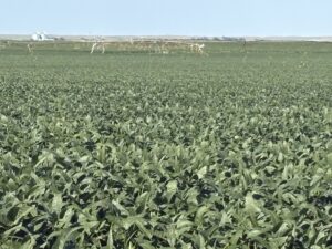Property photo for land for sale in Dawson County Nebraska