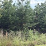 Property photo for land for sale in Halifax County Virginia