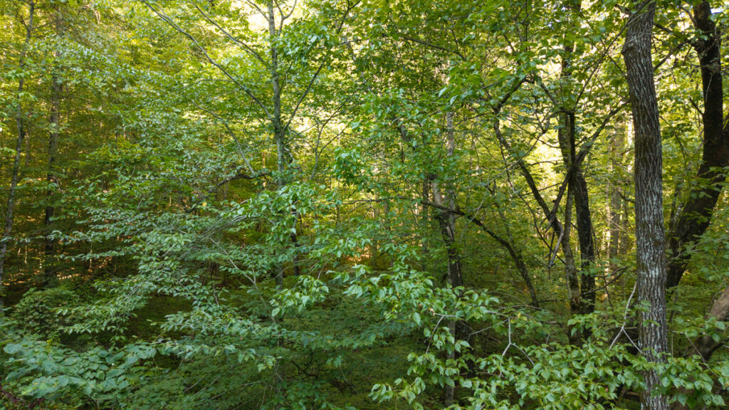 8fd30d68-8395-4472-92e5-64754866d9e1.jpg