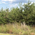 Property photo for land for sale in Halifax County Virginia