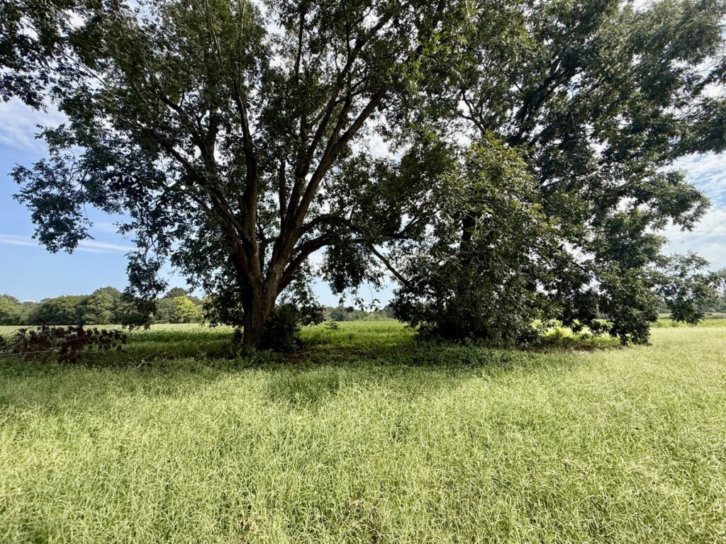 a06f6e8e-cf01-42ca-ab69-d94a1029477b.jpg