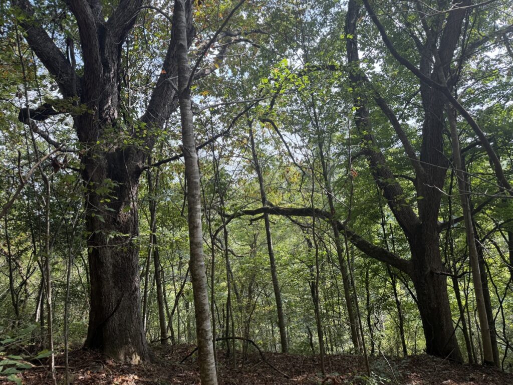 Property photo for land for sale in Washington County Virginia