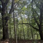 Property photo for land for sale in Washington County Virginia