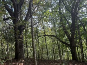 Property photo for land for sale in Washington County Virginia
