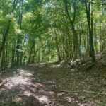 Property photo for land for sale in Lawrence County Tennessee