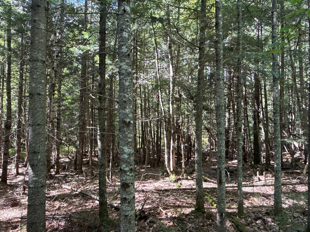 b4cf4863-9780-4283-a7ee-6e99c4341ee3.jpg