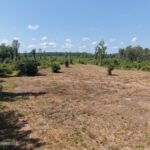 Property photo for land for sale in Washington County Louisiana