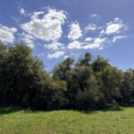 Property photo for land for sale in Colorado County Texas