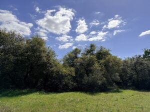 Property photo for land for sale in Colorado County Texas