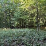 Property photo for land for sale in Scott County Virginia