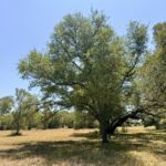 Property photo for land for sale in Burleson County Texas