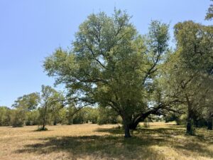 Property photo for land for sale in Burleson County Texas
