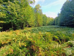 Property photo for land for sale in Iron County Wisconsin