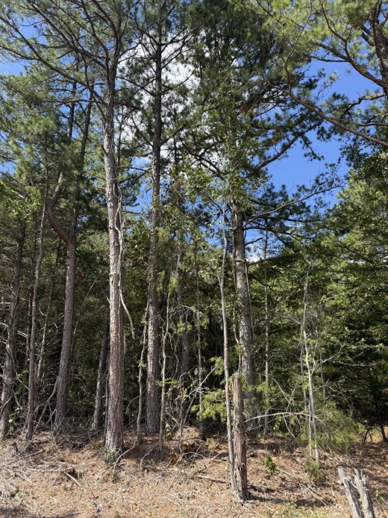 Property photo for land for sale in Baxter County Arkansas