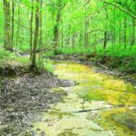 Property photo for land for sale in Green County Kentucky