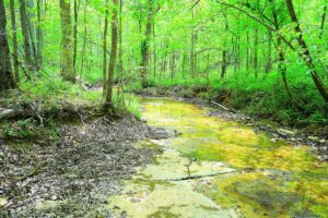Property photo for land for sale in Green County Kentucky