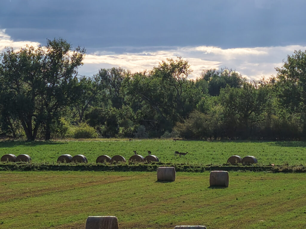 f5a89ac1-1d03-49fe-8996-3c14d5555b19.jpg
