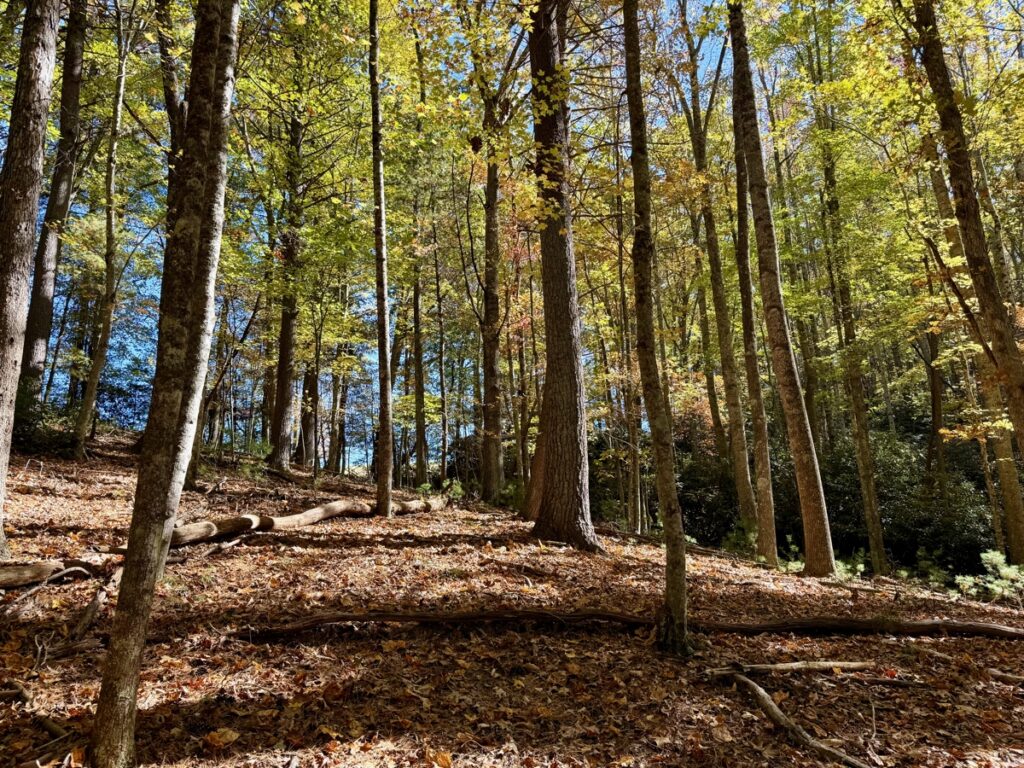 Property photo for land for sale in Floyd County Virginia