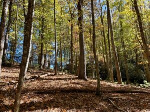 Property photo for land for sale in Floyd County Virginia