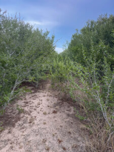 Property photo for land for sale in Live Oak County Texas