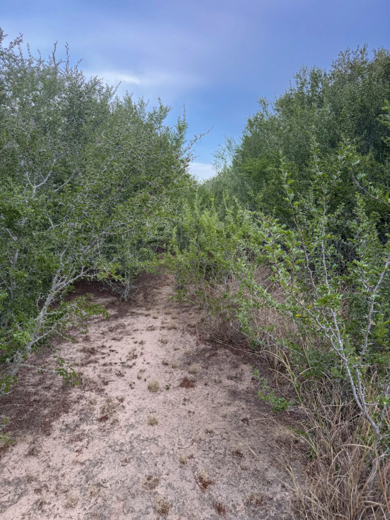Property photo for land for sale in Live Oak County Texas