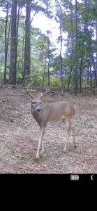 Property photo for land for sale in Van Buren County Arkansas