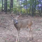 Property photo for land for sale in Van Buren County Arkansas