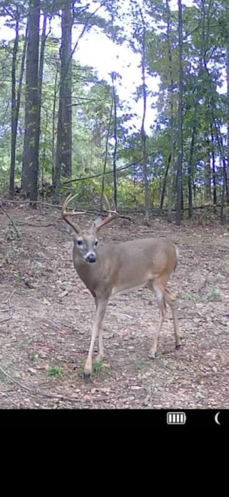 Property photo for land for sale in Van Buren County Arkansas