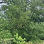 Property photo for land for sale in Hamilton County Florida