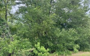 Property photo for land for sale in Hamilton County Florida