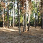 Property photo for land for sale in Smith County Texas