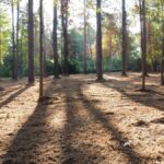 Property photo for land for sale in Smith County Texas