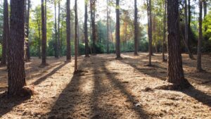 Property photo for land for sale in Smith County Texas