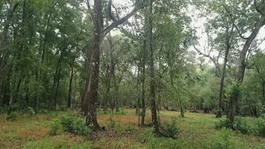 Property photo for land for sale in Suwannee County Florida