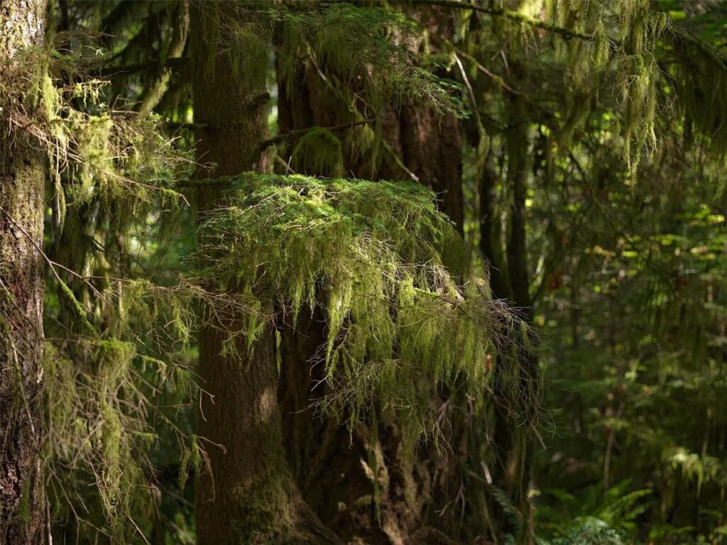 Property photo for land for sale in Skamania County Washington