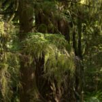 Property photo for land for sale in Skamania County Washington